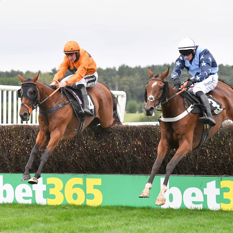 bet365 image _ Cheltenham (1).jpg