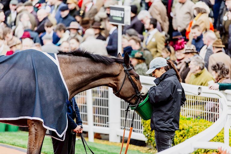 Horse Welfare at Cheltenham