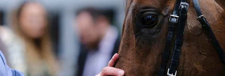 Bloodstock Club