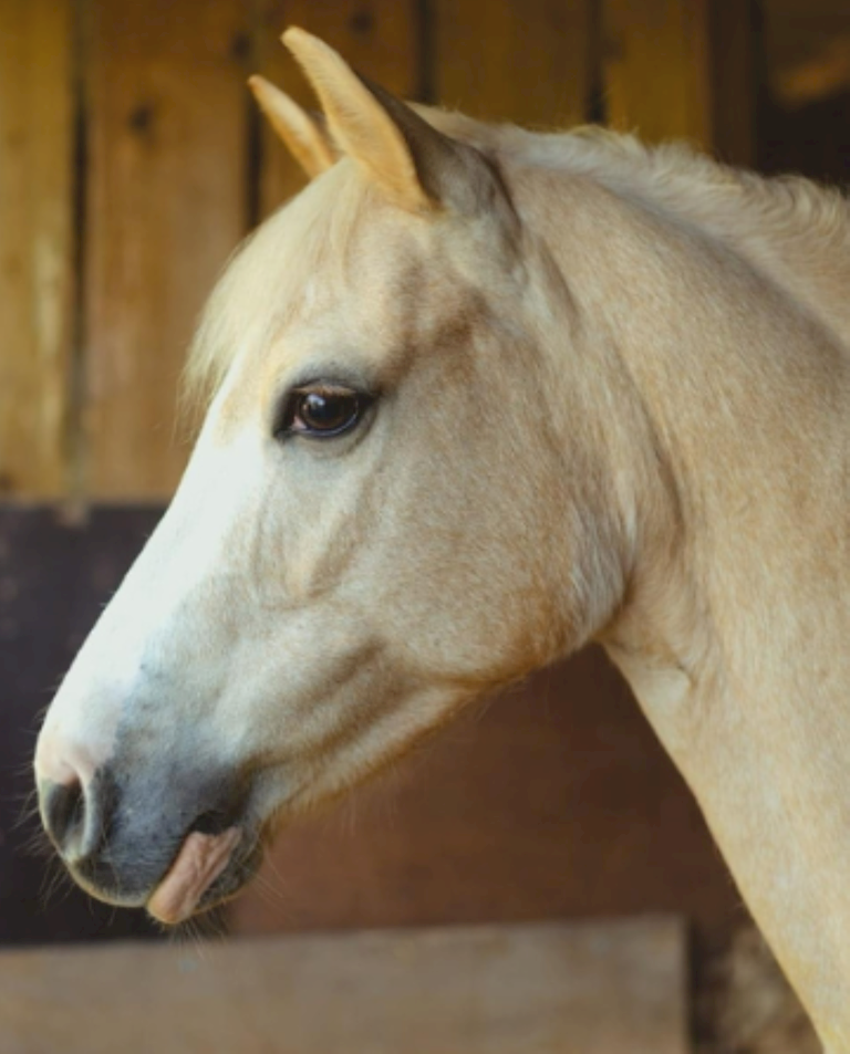 Freddie the pony.png