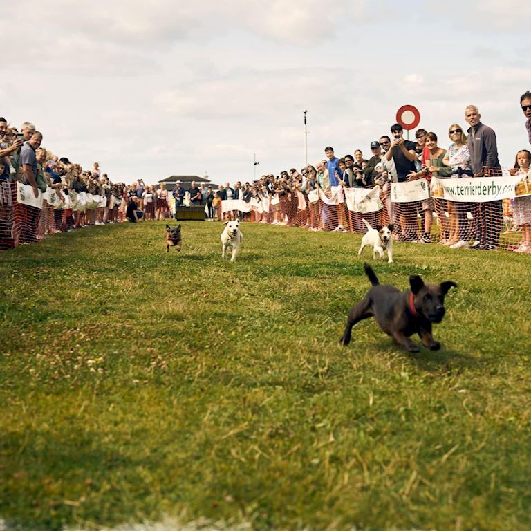 Terrier Derby image (1) (1).jpg